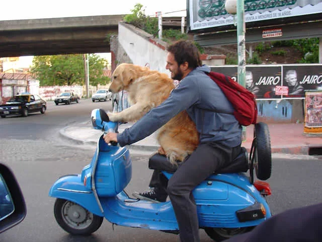 Canino motorizado