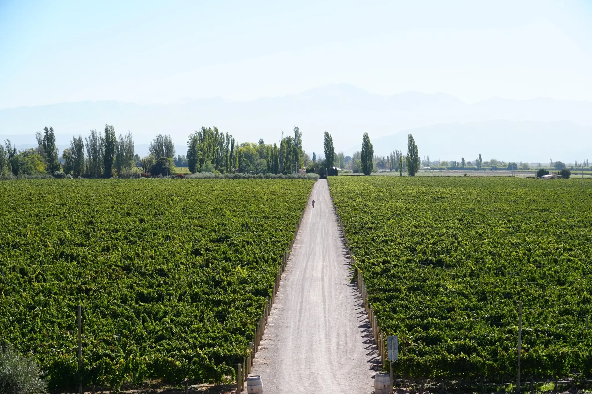 Bodega Belasco Baquedano