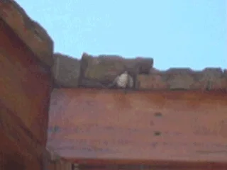 Pájaro