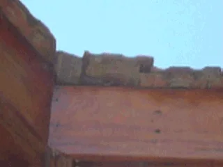 Pájaro